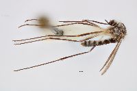 Image of Aedes triseriatus