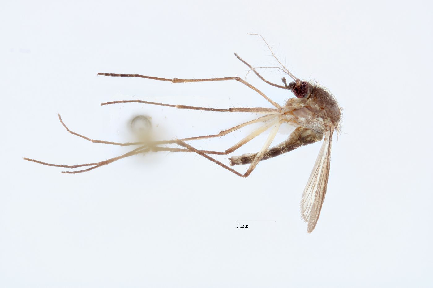 Aedes atlanticus image
