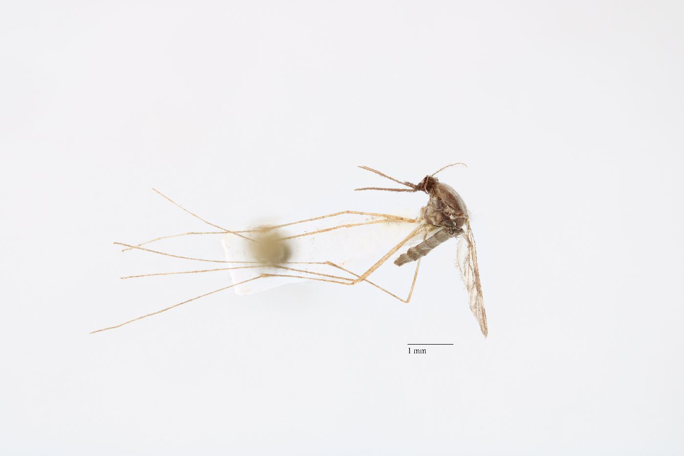 Anopheles perplexens image