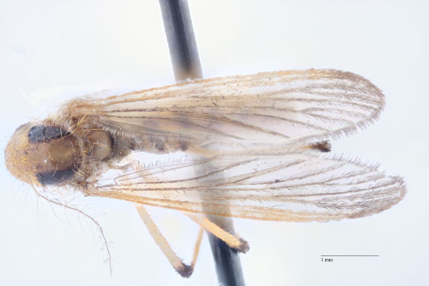 Aedes fulvus image