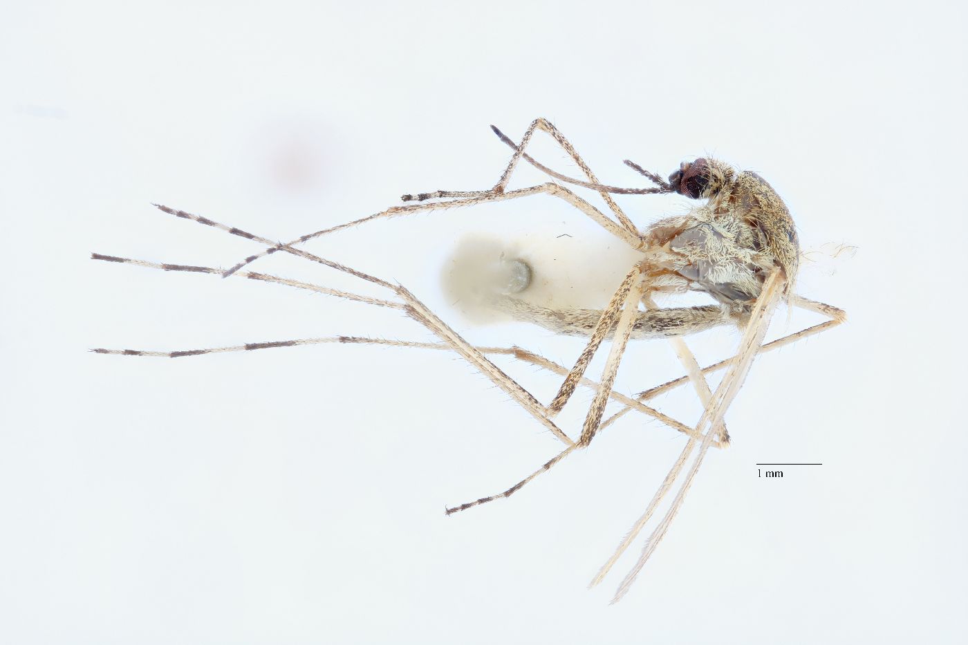 Aedes flavescens image