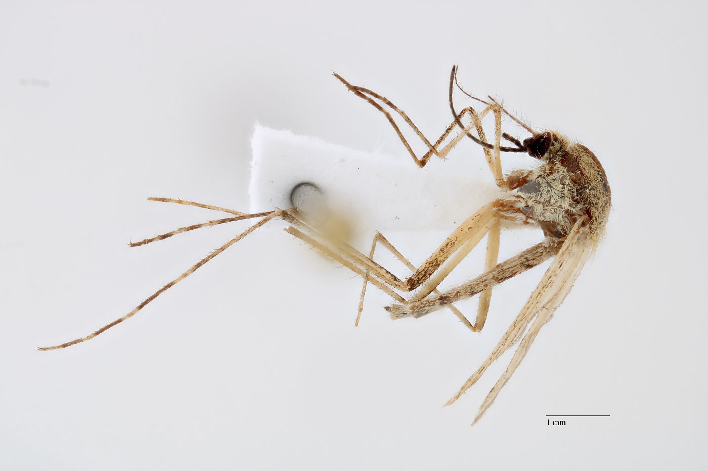 Aedes dorsalis image