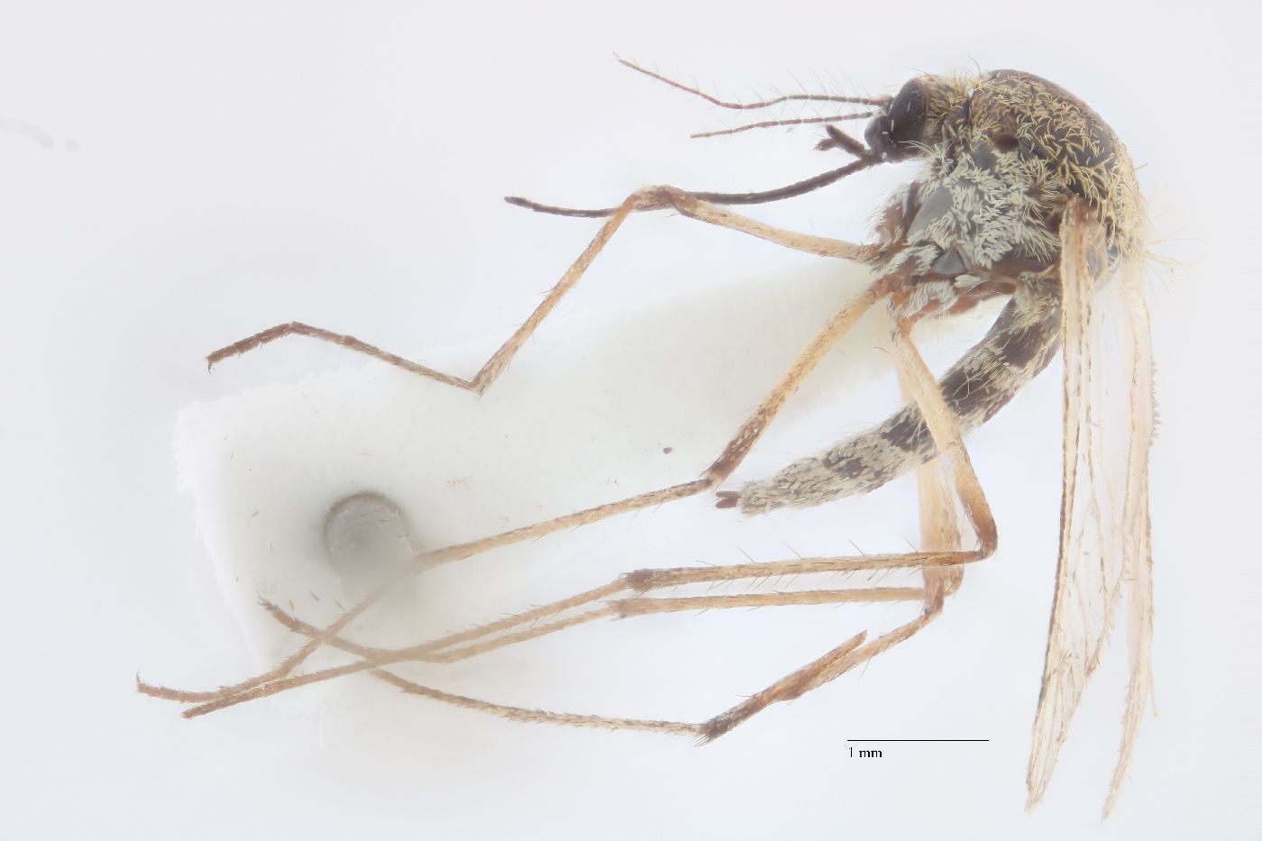 Aedes spencerii spencerii image