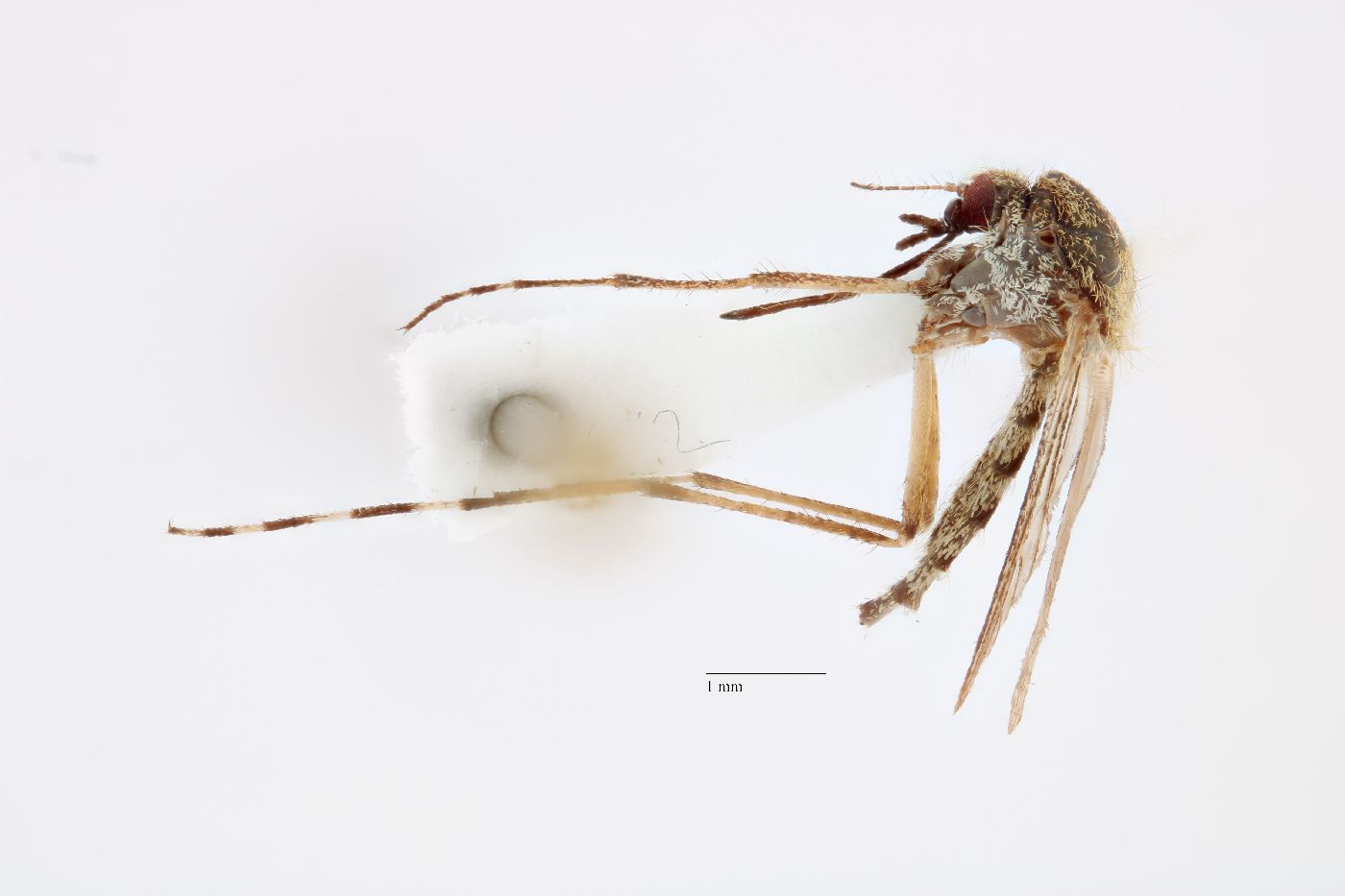 Aedes nigromaculis image