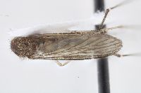 Aedes vexans image