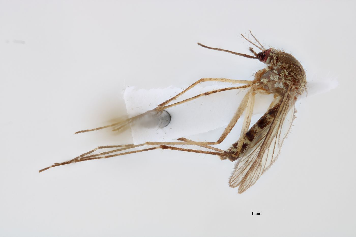Aedes vexans image