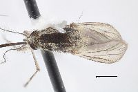 Aedes melanimon image
