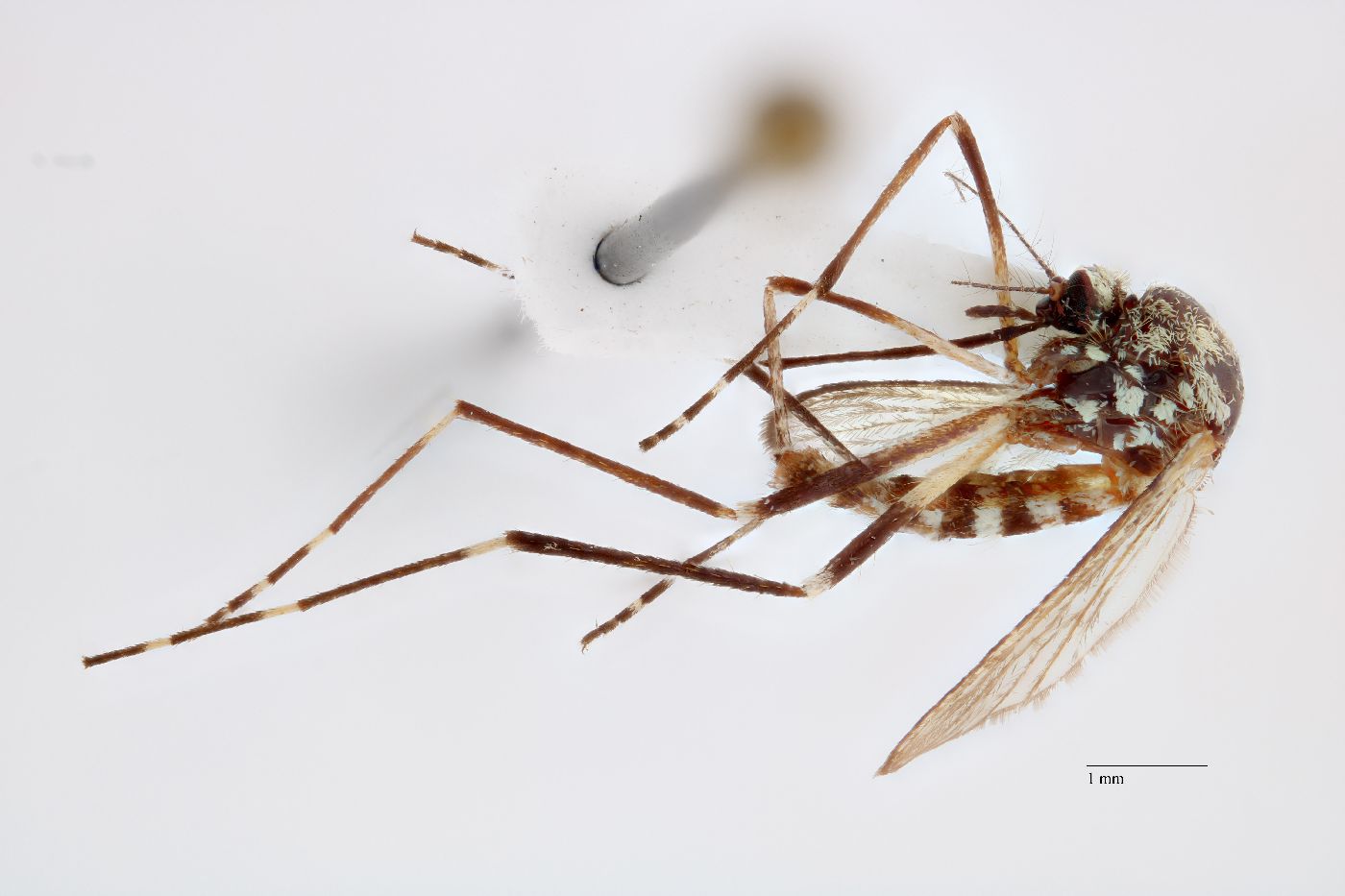 Aedes zoosophus image