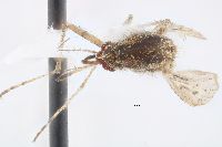 Psorophora longipalpus image