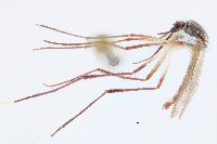 Image of Psorophora longipalpus