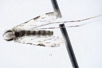 Anopheles pseudopunctipennis image