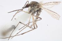 Aedes spencerii idahoensis image