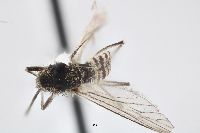 Aedes spencerii idahoensis image