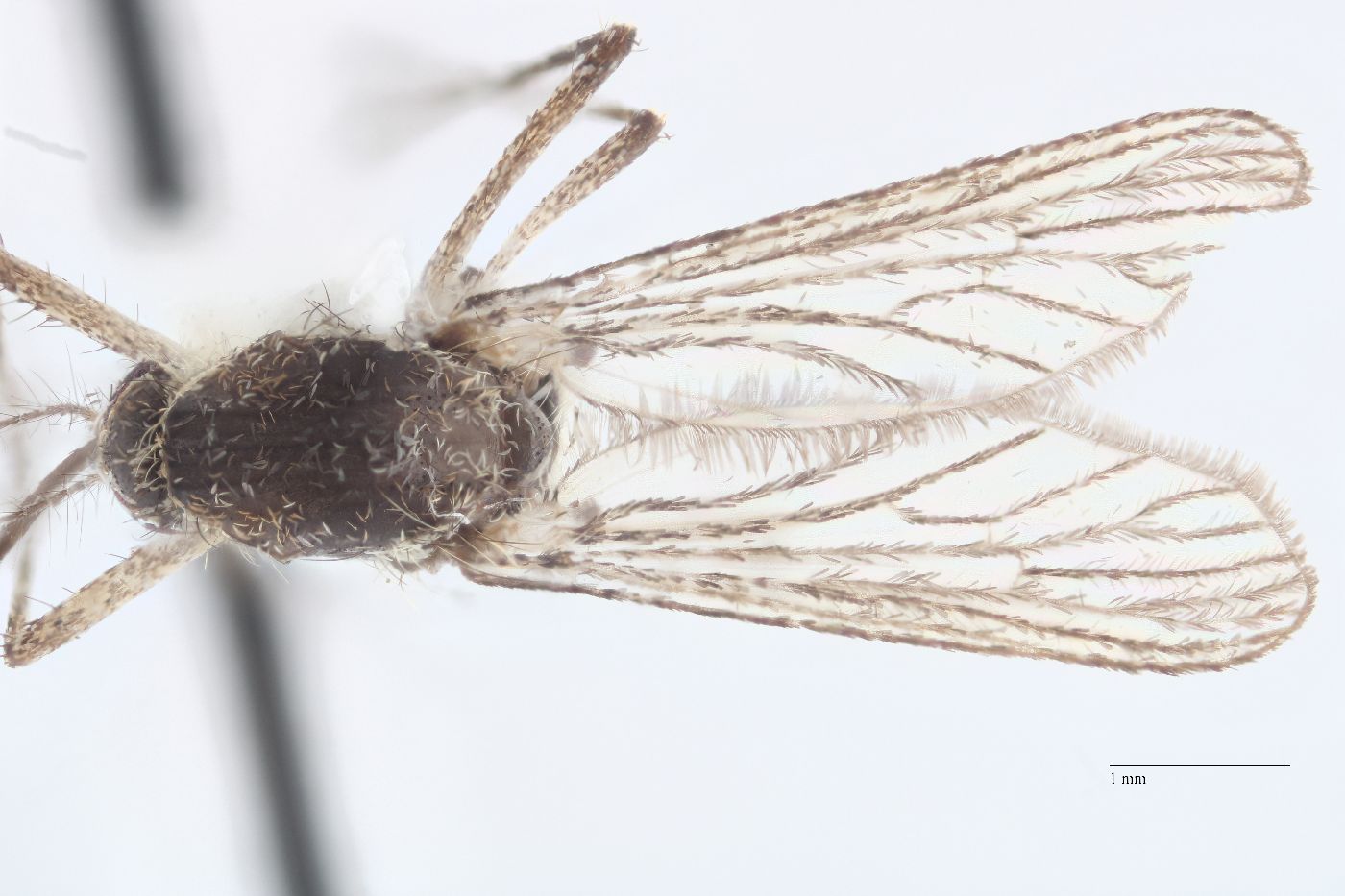 Aedes increpitus image