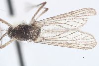 Image of Aedes increpitus