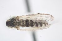 Aedes spencerii image