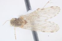 Psorophora signipennis image