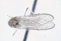Aedes hexodontus image