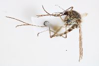 Image of Aedes hexodontus