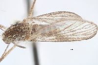 Aedes fitchii image