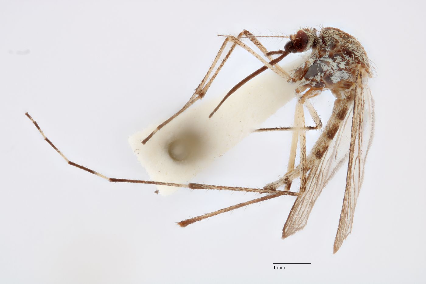Aedes fitchii image