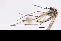 Image of Aedes pionips