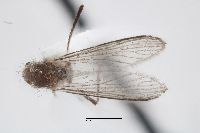 Aedes epactius image