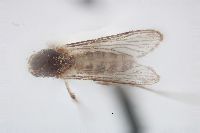 Aedes thelcter image