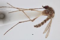 Image of Aedes thelcter