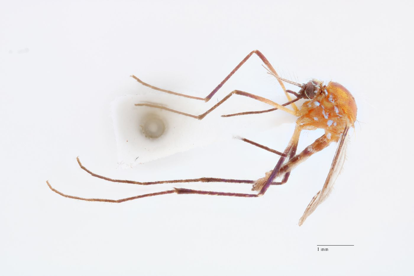 Aedes purpureipes image