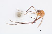Image of Aedes purpureipes