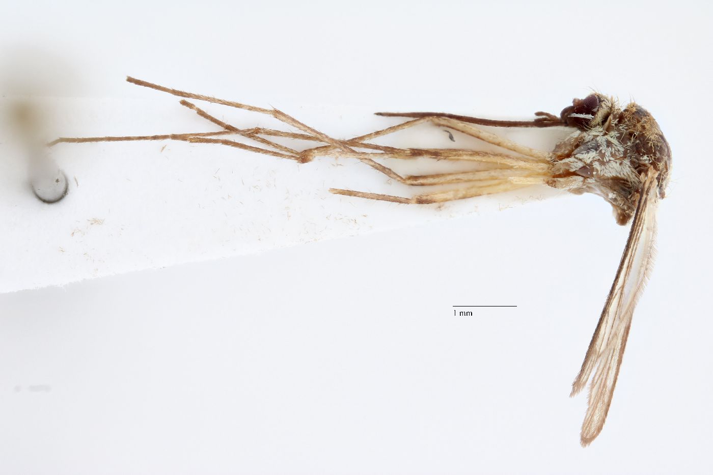Aedes monticola image