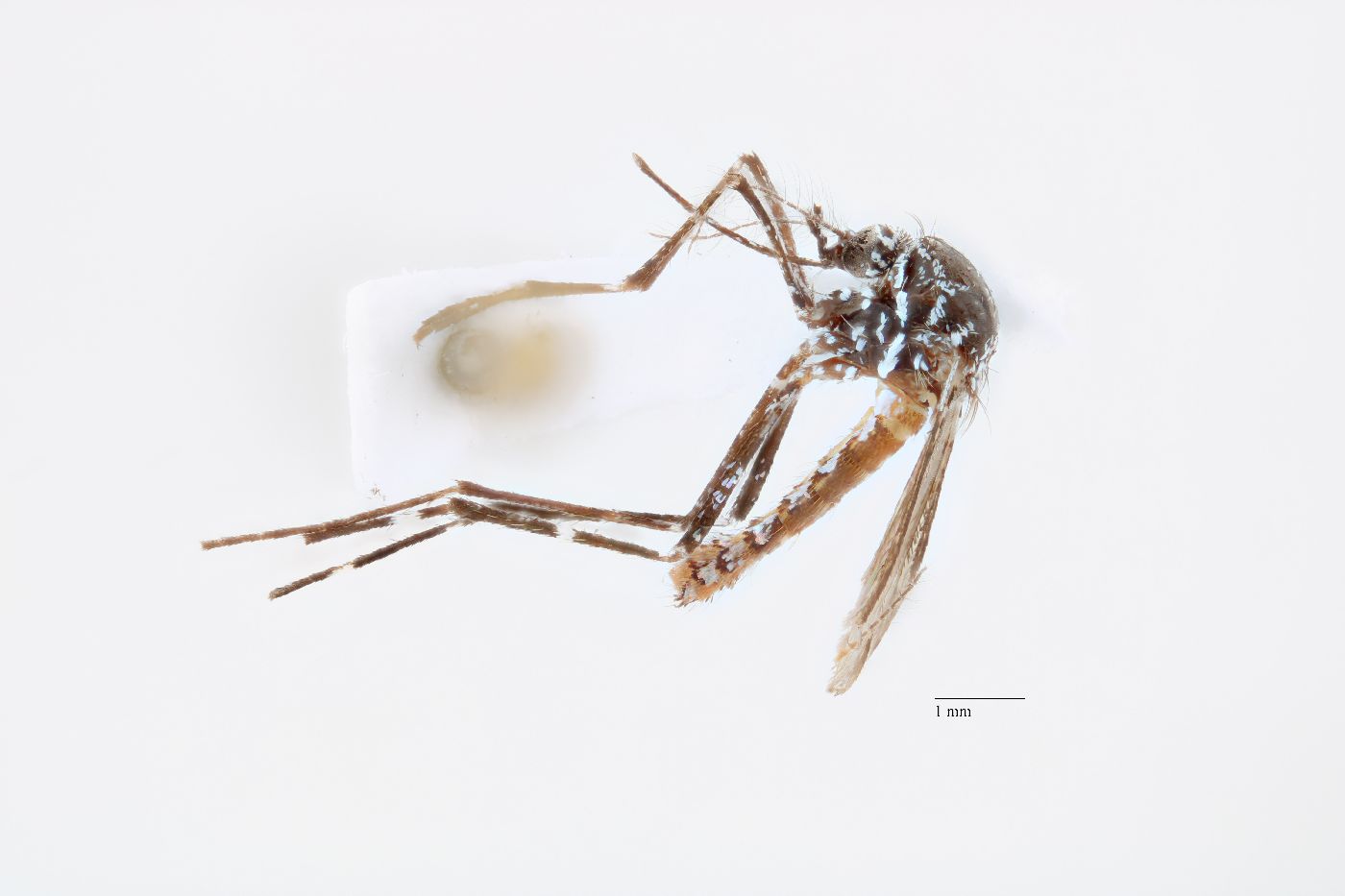 Aedes papago image
