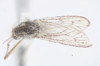 Aedes niphadopsis image