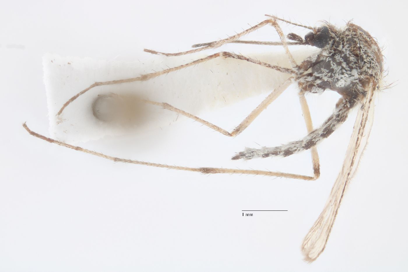 Aedes niphadopsis image