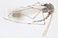 Image of Aedes niphadopsis