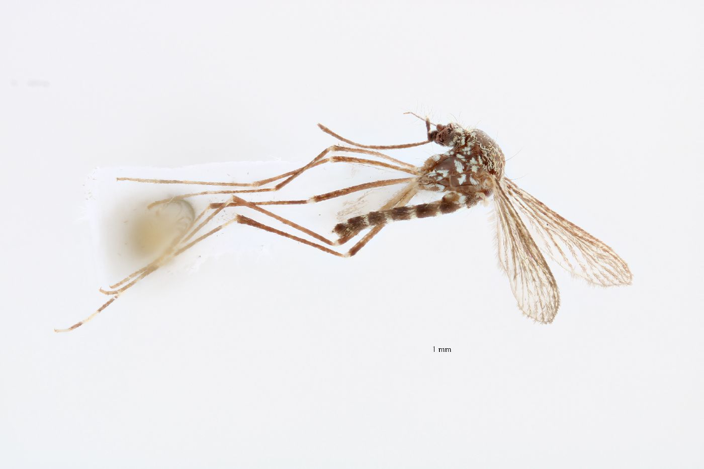 Aedes sierrensis image