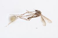 Image of Aedes sierrensis