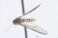 Aedes aboriginis image