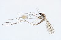 Image of Aedes aboriginis