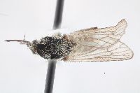 Aedes ventrovittis image