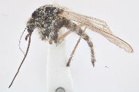 Image of Aedes ventrovittis