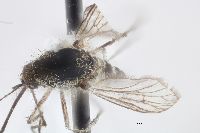 Aedes nigripes image