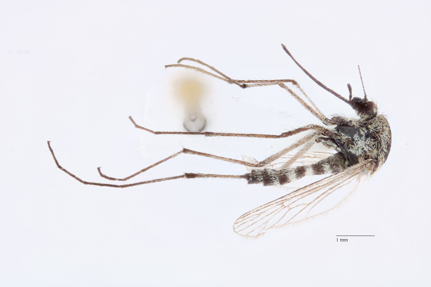 Aedes nigripes image
