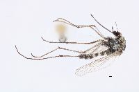 Image of Aedes nigripes