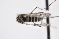 Aedes cataphylla image