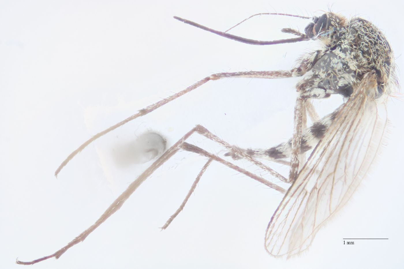 Aedes cataphylla image