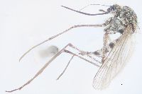 Image of Aedes cataphylla