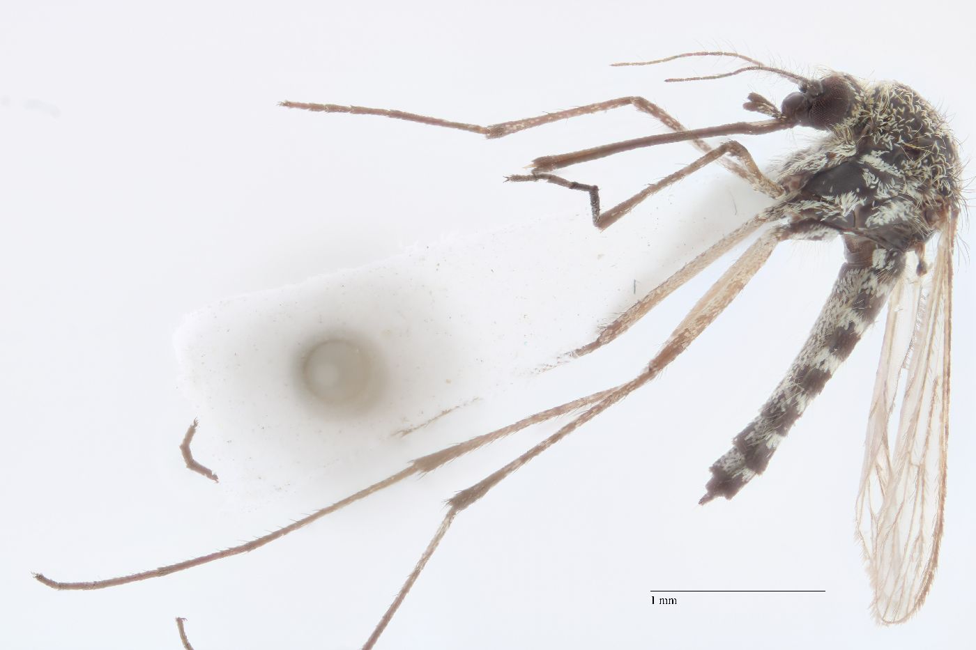 Aedes implicatus image