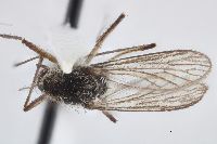 Aedes impiger image
